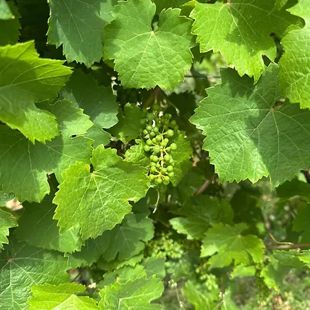 アパート Hermes-lex Weingut *