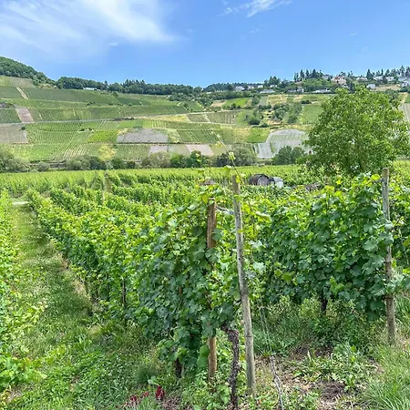 Hermes-lex Weingut 公寓 特里特海姆